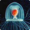 Какие медузы теоретически бессмертны?