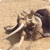 Куда уходят умирать африканские слоны?