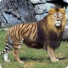 Как называются гибриды львов и тигров, а также гибриды этих гибридов?