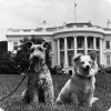 Почему советская собака была принята в семью Кеннеди и родила щенят от президентского пса Чарли?