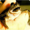 Какие лягушки умели вынашивать потомство в своём желудке?