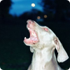В каком городе домашним собакам запрещено лаять ночью?