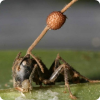 Какие грибы могут превращать муравьёв в зомби?