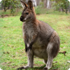 Где, помимо Австралии, можно встретить кенгуру в диких условиях?