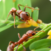 С какими растениями муравьи образуют симбиоз?