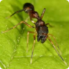 Для чего множество видов насекомых и пауков мимикрируют под муравьёв?