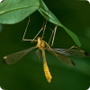 Самцы каких насекомых воруют свадебные подарки у других самцов, мимикрируя под самку?