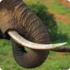 Как изменился средний размер бивней слонов за последние полтора столетия?