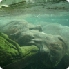 Как дышат бегемоты, когда спят полностью погружёнными в воду?